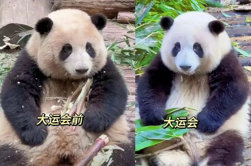 成都大运会开启，&ldquo;在地化&rdquo;才是品牌上上选