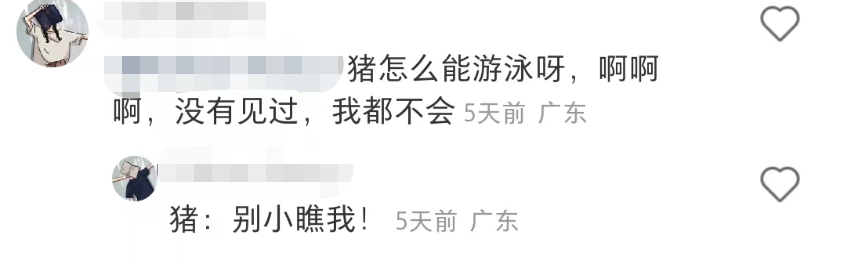 盒马的猪,把刘畊宏女孩卷疯了!