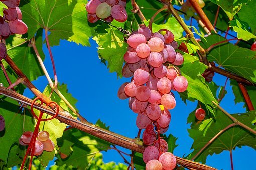 水果grapes-3633375__340.jpg