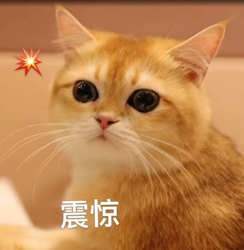 猫.JPG 猫.JPG