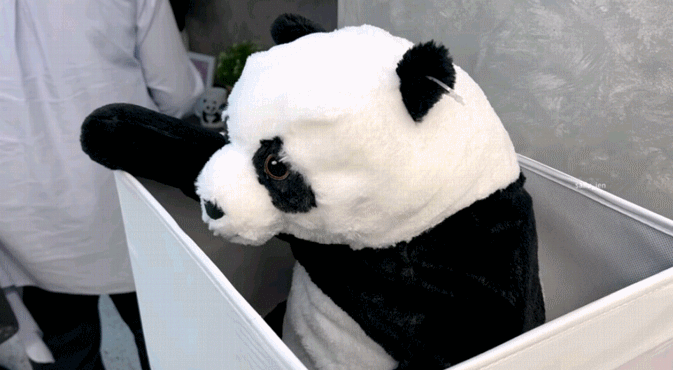 中国熊猫进卡塔尔，胖了6斤！住3.6亿宫殿，24小时吹空调泡温泉！网友：我去住我也得胖&hellip;&hellip;