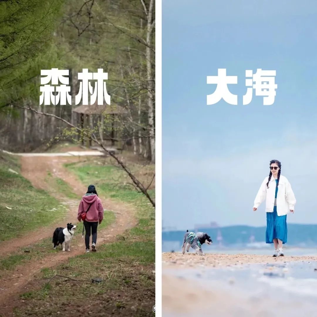跟在猫狗身后赚钱,他们年入千万