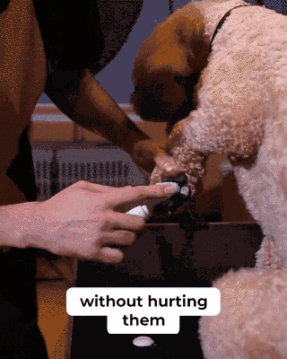 6.gif