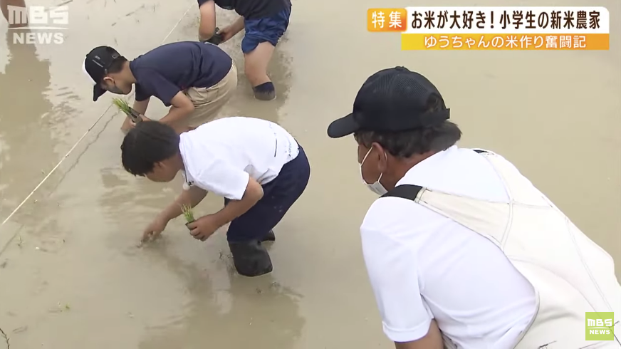 日本9岁小学生暑假租600㎡地，学会了种田，实现吃米饭自由！网友：动手能力比我强1000倍！