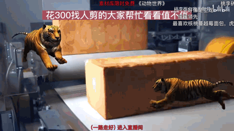 00后官号运营，正在用猫meme勇闯职场