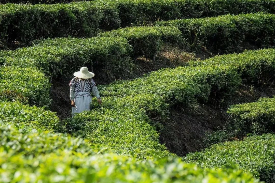 喜茶，不断&ldquo;坦诚&rdquo;