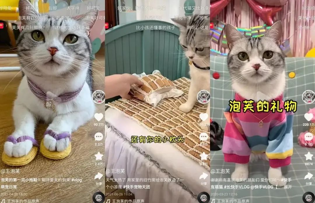 对话千万粉萌宠博主&ldquo;王泡芙&rdquo;：停更四个月，快手回归直播场观超500万