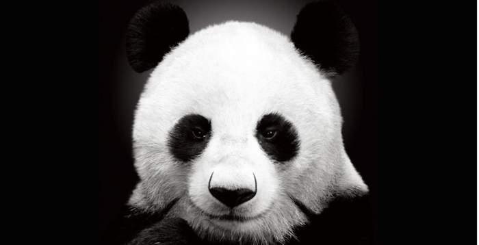 套用4P营销框架：熊猫不走蛋糕「从0到月销3000万」复盘拆解