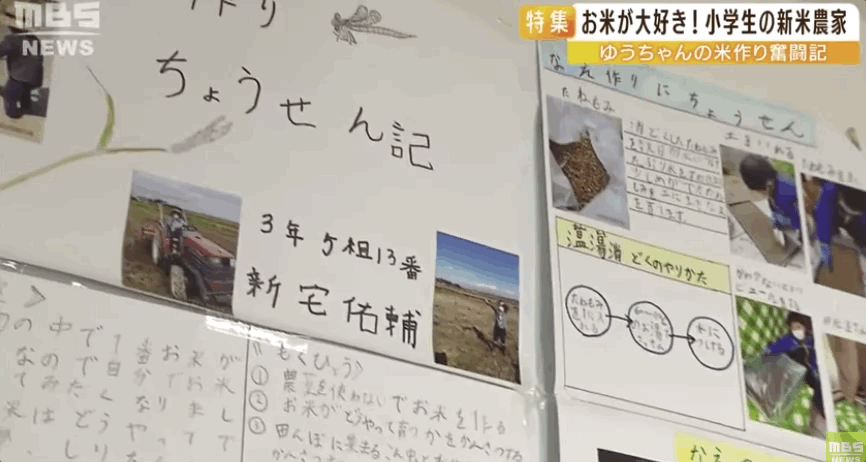 日本9岁小学生暑假租600㎡地，学会了种田，实现吃米饭自由！网友：动手能力比我强1000倍！