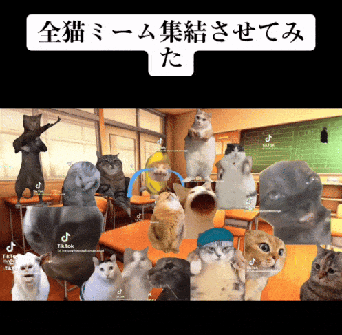 7天B站涨粉20万，&ldquo;猫meme&rdquo;为何风靡全网？