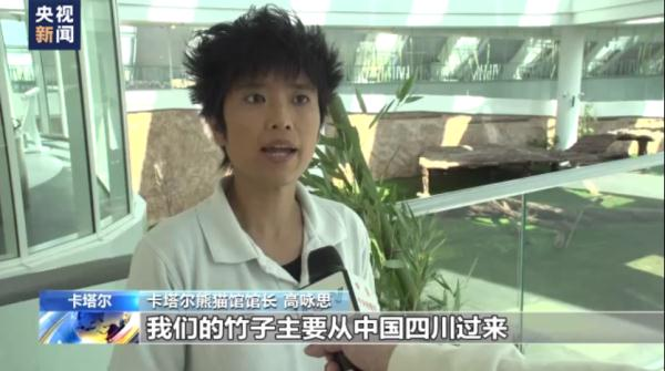 中国熊猫进卡塔尔，胖了6斤！住3.6亿宫殿，24小时吹空调泡温泉！网友：我去住我也得胖&hellip;&hellip;
