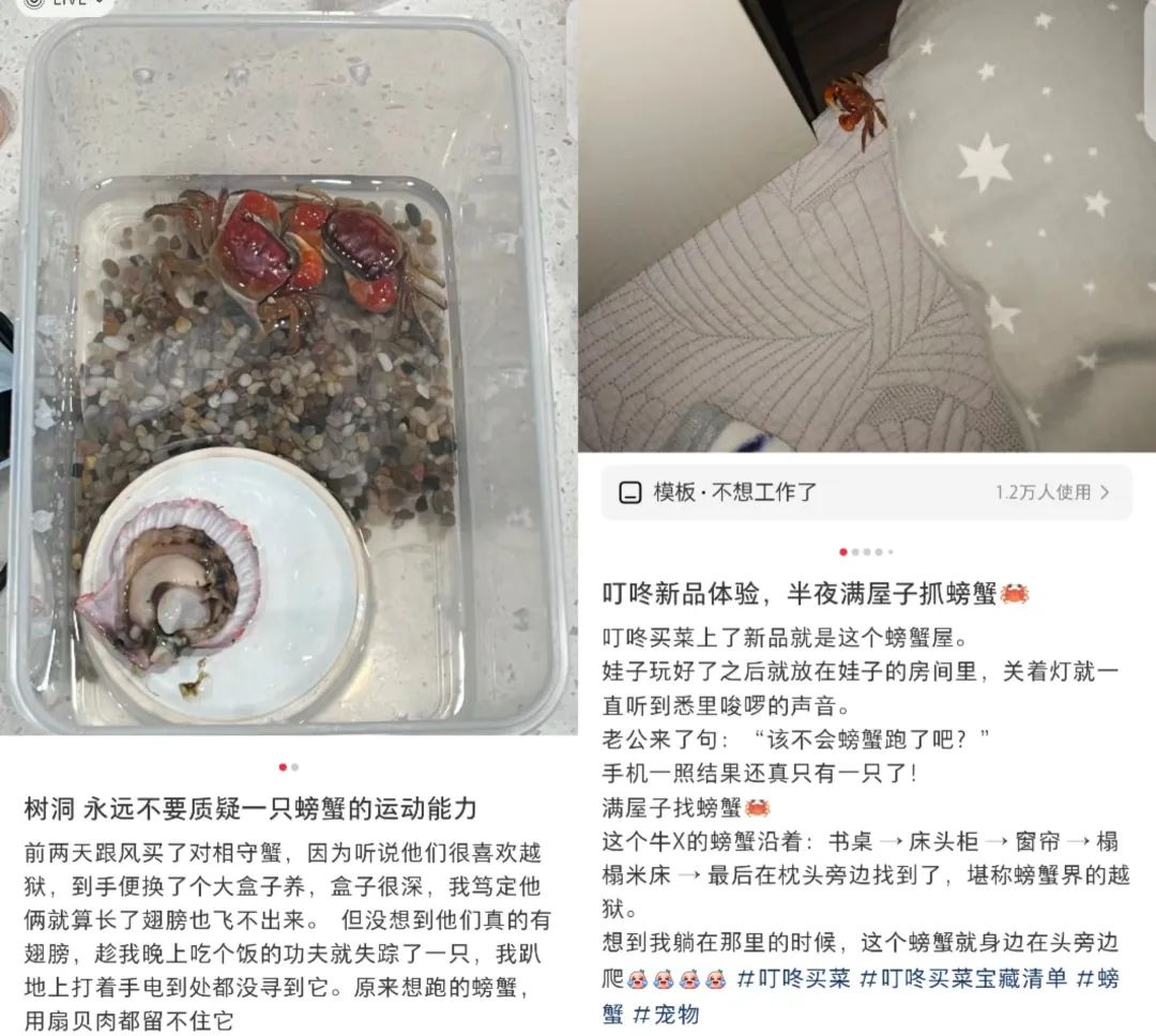 螃蟹当顶流,又是被“颠”咚买菜硬控的一天