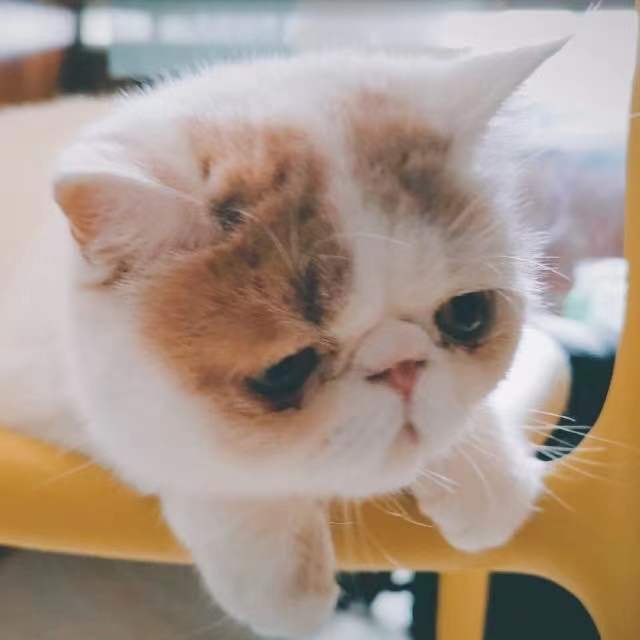 Pong麻