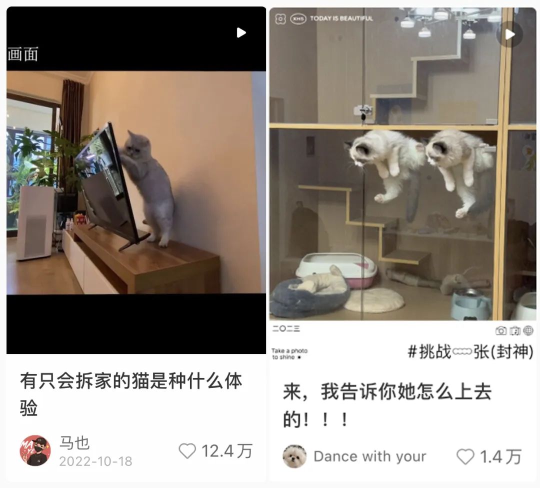 宠物赛道近期小红书种草趋势！怎么做才有转化有传播？