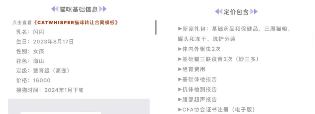 我花8000元,买到一只后院猫