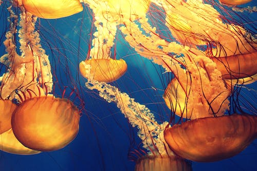 跨境电商哪个的好(各大跨境电商平台对比,看看哪个平台更适合你)